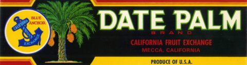 Date Palm